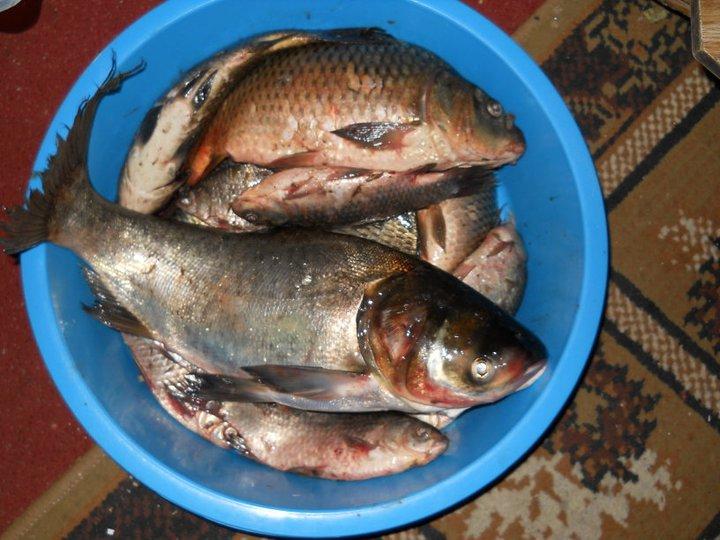 pescuit - 2973491451702789034575708083n.jpg